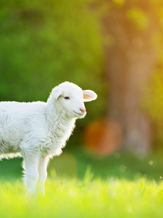 Following the Lamb